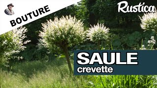 Bouturer un saule crevette [upl. by Llatsyrc]