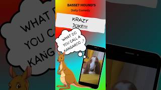 Krazy Kangaroo joke from Basset Hounds daily comedy Hilarious 😂 [upl. by Gnehs]