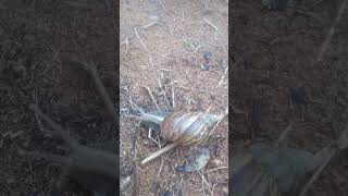 Caramujogiganteafricano Lissachatina fulica  Parte 2 [upl. by Aldarcy981]