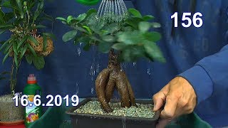 Ficus Ginseng Bonsai umtopfen in mineralisches Substrat ohne Erde [upl. by Ernald]