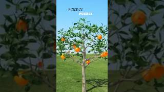 Inside A Orange Fruit  Quantum World  scipuz  shorts science [upl. by Garratt]