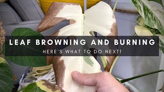 What to do with leaf burning amp browning on variegated monstera  Houseplant care tips  Ep 128 [upl. by Anselm11]