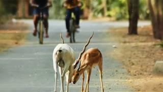 IIT Madras [upl. by Pickens]