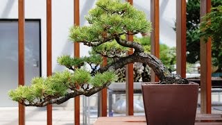 Himalayan Cedar Bonsai Tree cedrus deodara silvermist [upl. by Xila]