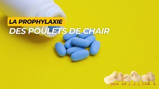 La prophylaxie médicale en élevage des poulets de chair [upl. by Tnomed]