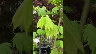 There is Something So Beautiful About the Spring Foliage on Japanese Maples [upl. by Celeski]