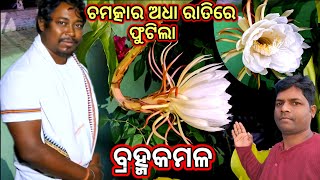 Bramha Kamal Flowering Time  Bramha Kamal Flower  ବ୍ରହ୍ମକମଳ [upl. by Kwabena]