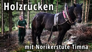 Holzrücken mit jungem Noriker Pferd auf der Unteren Spitzsteinalpe [upl. by Nannahs]