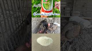 Paracetamol Vitamin C and Electrolytes for Poultry Birds  ParaliteC  Dr ARSHAD [upl. by Roban369]