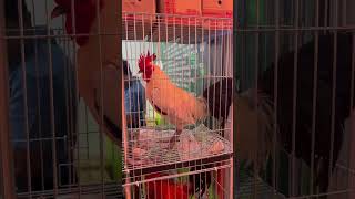 Cebu 7th Gamefowl Expo RRZN Gamefarm [upl. by Aihsenad]