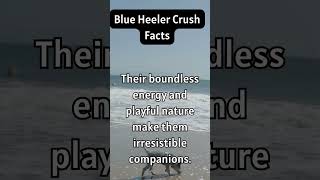 Blue heeler facts dogs blueheeler [upl. by Anin]