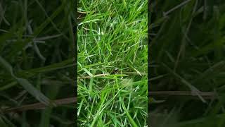 Spittlebug on a Zoysia Lawn [upl. by Hartfield]