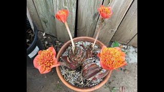 This Week in the Garden 115 degree temps Amaryllis Belladonna and Haemanthus S2E40 [upl. by Puritan]