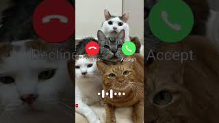 Cat 😺 Love calling mi sounds effects babygirl lovestatus ringtone trending romanticringtone [upl. by Resa]