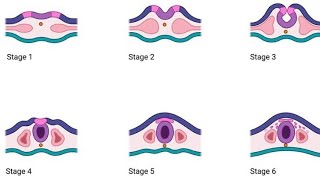 Anatomy  Neurulation 20 song [upl. by Solegnave]