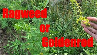 Goldenrod vs Ragweed shorts sowwellharvestmore [upl. by Gerri]