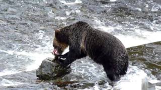 Grizzly Bear salmon fishing [upl. by Loree]