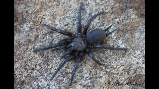 Macrothele calpeiana Araña de los Alcornocales [upl. by Nanci]