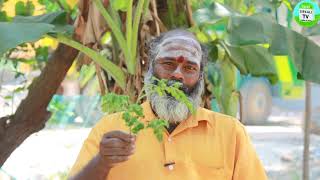 முருங்கை இலை சாறை தினமும் குடிப்பதால் கிடைக்கும் அற்புத பலன்கள்  murungai keerai payangal Drumstick [upl. by Natsrik396]