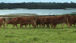 Irish Limousin Cattle Society [upl. by Allemac]