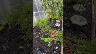 Möhren im Oktober ernten garten bio vegan info video gardening pflanzen [upl. by Eiramaneet558]