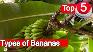 Top 5 Types of Bananas [upl. by Matthaus]