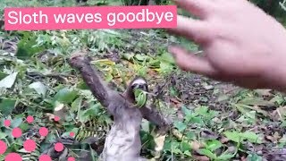 Sloth Rescue Has Unexpected Ending [upl. by Caritta]