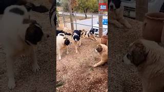 Ελληνικά ποιμενικα 🇬🇷🇬🇷💯💯puppy σκύλοσ ktenasgroup doglife animals [upl. by Barhos]