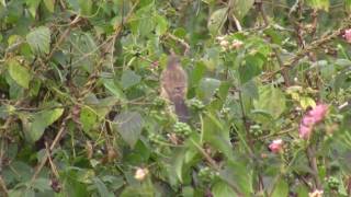 Birds of India  Bulbuls Thrushes Starlings [upl. by Neeoma700]