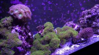 Finnex LED lighting for corals [upl. by Laemaj]