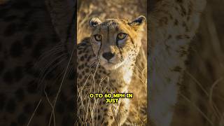 Cheetah  The Fastest Animal On Earth shorts [upl. by Leynad751]