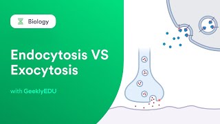 GeeklyHub Endocytosis vs Exocytosis  Passive and Active Transport in Cells [upl. by Pail]