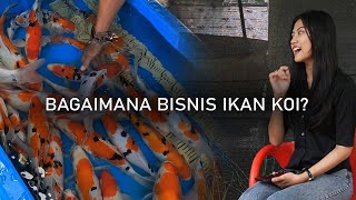 BAGAIMANA CARA MENGEMBANGKAN BISNIS IKAN KOI [upl. by Eniamej]