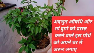 वन तुलसीमरुआ या दौना को लगाएं और मां दुर्गा को नवरात्रों मे अर्पण करें Marua Plant Care amp Benefit [upl. by Eittap487]