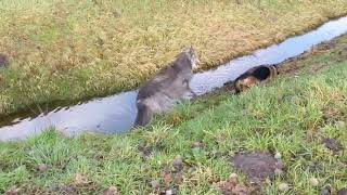 Scottish Deerhound vs German Shepherd [upl. by Meg46]