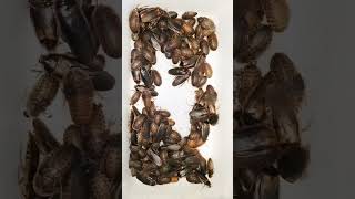 What To Expect When Breeding Dubia Roaches When To Start Feeding From Your ColonyBreeder Tips [upl. by Dallon]