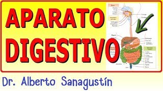 SISTEMA DIGESTIVO ✅ anatomía y fisiología [upl. by Athalie]