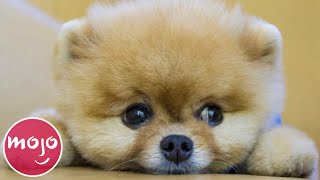 Top 20 Dog Breeds That Have the CUTEST Puppies [upl. by Naus412]