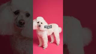 Poodles The Smart Elegant Hypoallergenic Dogs pets petlife funnypets petcompanions [upl. by Alesig136]