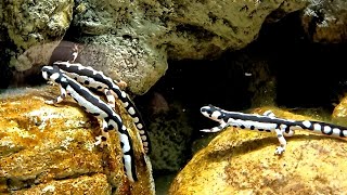 Kaiser Newts at London Zoo [upl. by Allred]