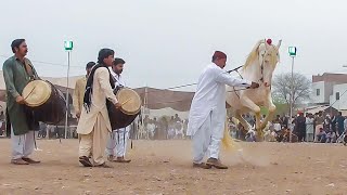 Horse Dance Whiteness with Dhol in Pakistan New 2024 [upl. by Schroth166]