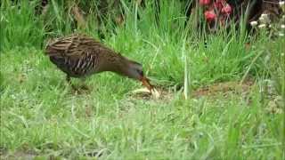 クイナ：水鶏・秧鶏・水雉：Rallus aquaticus－淀川河川敷－2015 04 09 [upl. by Gustafson319]