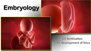 Embryology animation fertilization to development of the nervous system everything in one place [upl. by Schonfeld]