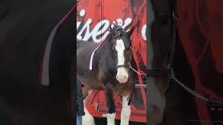 Budweiser Clydesdale [upl. by Elleinwad735]