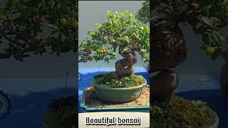 Ficus virens  bonsai work [upl. by Myrt]