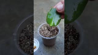 Methods and techniques for growing Christmas cactus from honey garden plants [upl. by Pease]