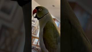 Does anyone speak gibberish 😅 gibberish talkingparrot talkingbird cuteanimals funnyanimals [upl. by Atilehs600]