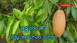 Benefits And Medicinal Uses Of Malabar Nut Addasaram  Veda Vaidhyam  Hindu Dharmam [upl. by Aihsenot]