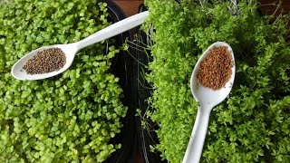 Growing Microgreens  How to Grow Garden Cress and Arugula Microgreens [upl. by Ekalb]