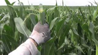 Pioneer HiBred Detasseling Safety Video [upl. by Batchelor]